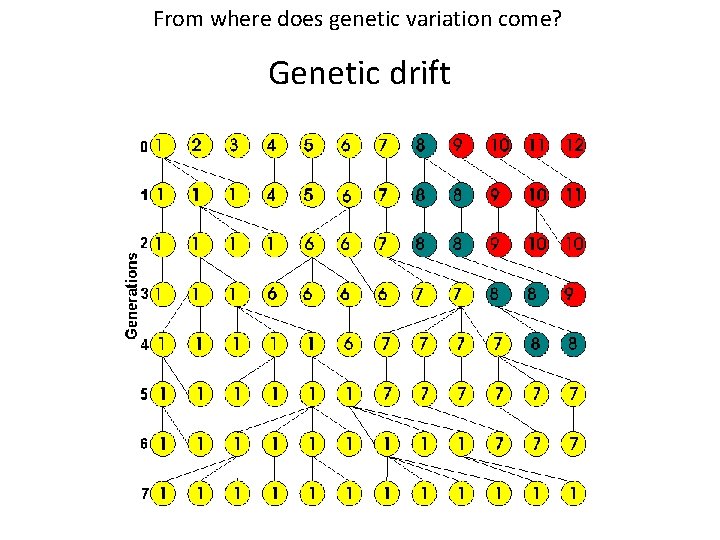From where does genetic variation come? Genetic drift From where does genetic variation come? Genetic drift