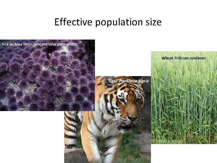 Effective population size Sea urchins Strongylocentrotus purpuratus Wheat Triticum aestivum Tiger Panthera tigris Effective population size Sea urchins Strongylocentrotus purpuratus Wheat Triticum aestivum Tiger Panthera tigris