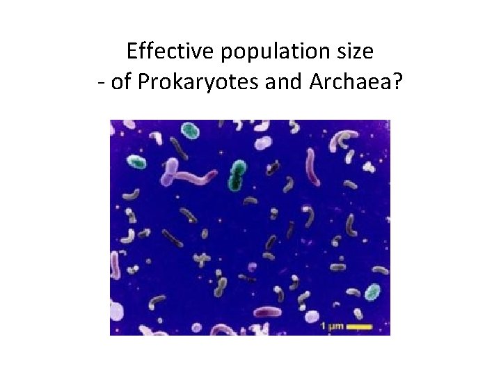 Effective population size - of Prokaryotes and Archaea? Effective population size - of Prokaryotes and Archaea?
