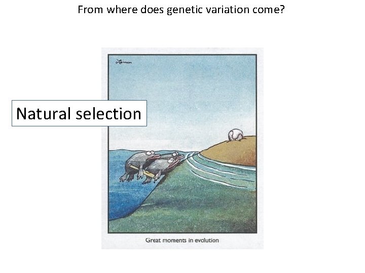 From where does genetic variation come? Natural selection From where does genetic variation come? Natural selection