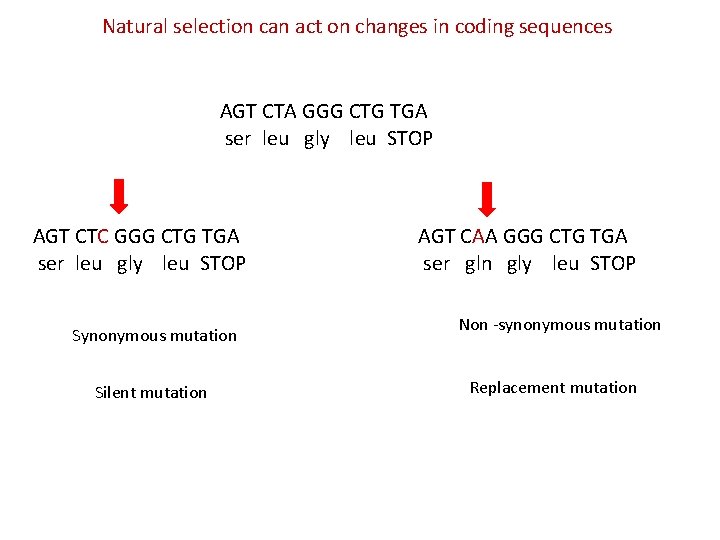 Natural selection can act on changes in coding sequences AGT CTA GGG CTG TGA Natural selection can act on changes in coding sequences AGT CTA GGG CTG TGA