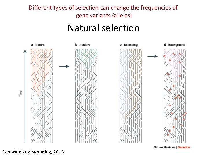 Different types of selection can change the frequencies of gene variants (alleles) Natural selection Different types of selection can change the frequencies of gene variants (alleles) Natural selection