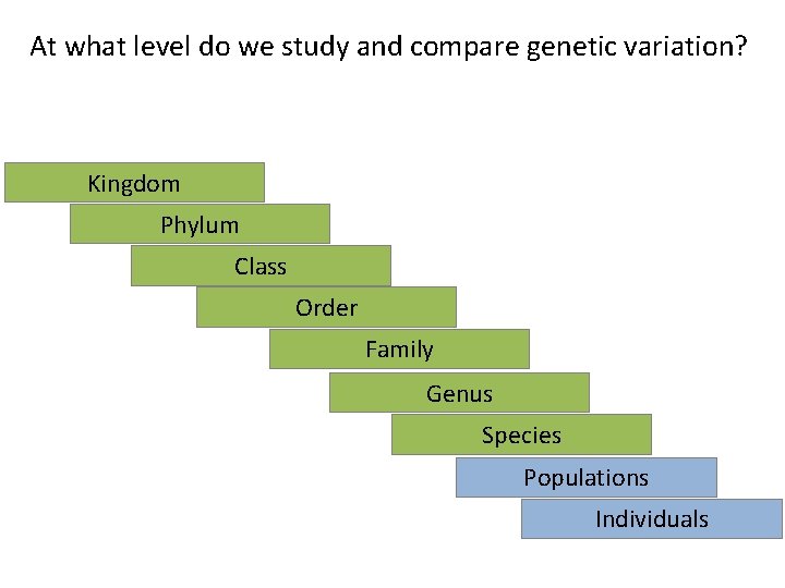 At what level do we study and compare genetic variation? Kingdom Phylum Class Order At what level do we study and compare genetic variation? Kingdom Phylum Class Order