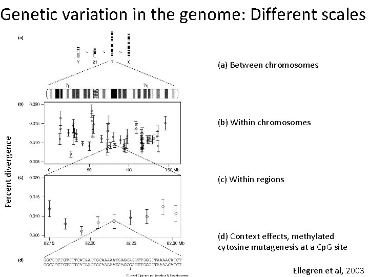 Genetic variation in the genome: Different scales (a) Between chromosomes Percent divergence (b) Within Genetic variation in the genome: Different scales (a) Between chromosomes Percent divergence (b) Within