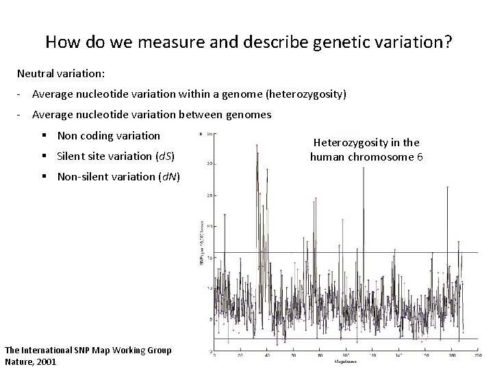 How do we measure and describe genetic variation? Neutral variation: - Average nucleotide variation How do we measure and describe genetic variation? Neutral variation: - Average nucleotide variation
