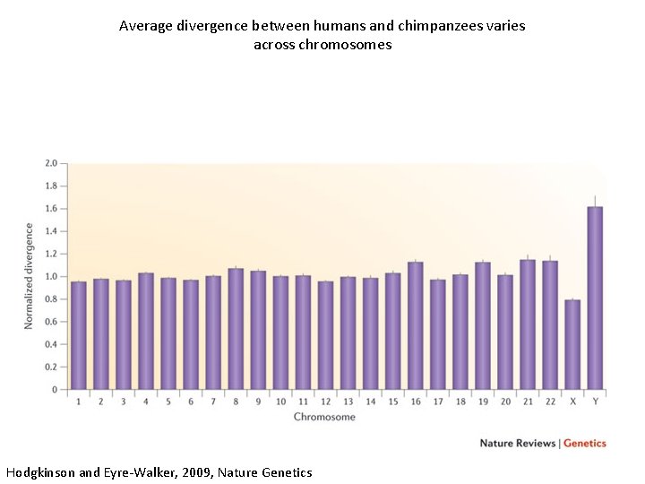 Average divergence between humans and chimpanzees varies across chromosomes Hodgkinson and Eyre-Walker, 2009, Nature Average divergence between humans and chimpanzees varies across chromosomes Hodgkinson and Eyre-Walker, 2009, Nature