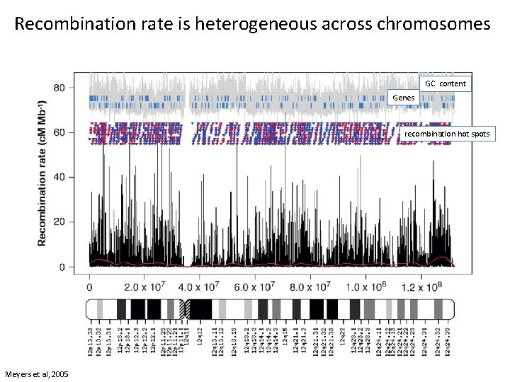 Recombination rate is heterogeneous across chromosomes GC content Genes recombination hot spots Meyers et Recombination rate is heterogeneous across chromosomes GC content Genes recombination hot spots Meyers et
