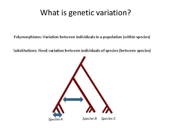 What is genetic variation? Polymorphisms: Variation between individuals in a population (within species) Substitutions: What is genetic variation? Polymorphisms: Variation between individuals in a population (within species) Substitutions: