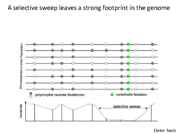 A selective sweep leaves a strong footprint in the genome Dieter Tautz A selective sweep leaves a strong footprint in the genome Dieter Tautz