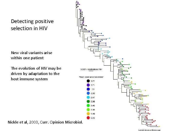 Detecting positive selection in HIV New viral variants arise within one patient The evolution Detecting positive selection in HIV New viral variants arise within one patient The evolution