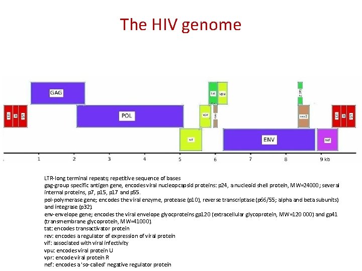 The HIV genome LTR-long terminal repeats; repetitive sequence of bases gag-group specific antigen gene, The HIV genome LTR-long terminal repeats; repetitive sequence of bases gag-group specific antigen gene,