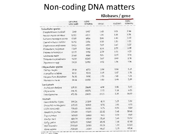 Non-coding DNA matters Kilobases / gene Non-coding DNA matters Kilobases / gene