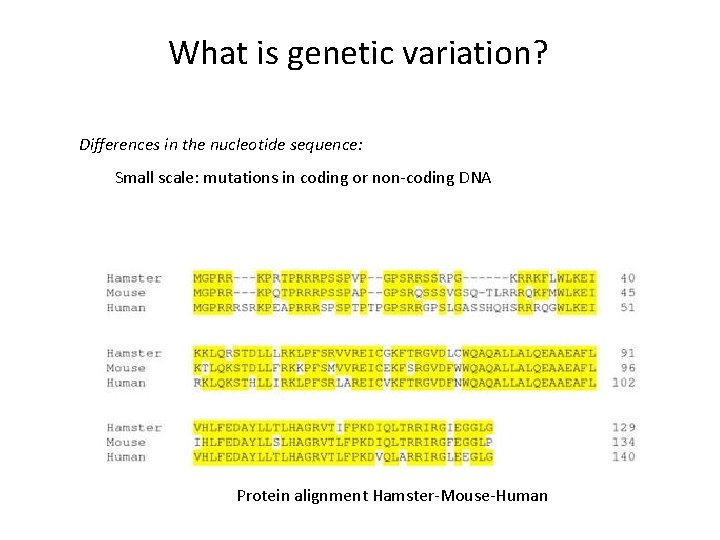 What is genetic variation? Differences in the nucleotide sequence: Small scale: mutations in coding What is genetic variation? Differences in the nucleotide sequence: Small scale: mutations in coding