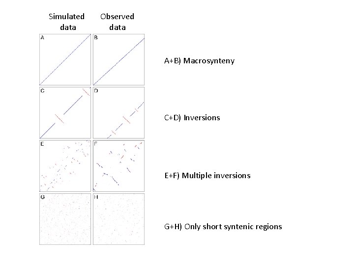 Simulated data Observed data A+B) Macrosynteny C+D) Inversions E+F) Multiple inversions G+H) Only short Simulated data Observed data A+B) Macrosynteny C+D) Inversions E+F) Multiple inversions G+H) Only short