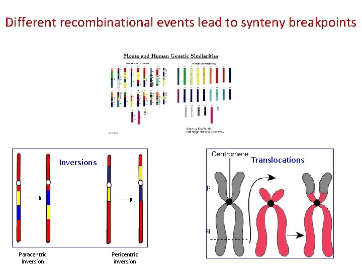 Different recombinational events lead to synteny breakpoints Translocations Inversions Paracentric inversion Pericentric inversion Different recombinational events lead to synteny breakpoints Translocations Inversions Paracentric inversion Pericentric inversion
