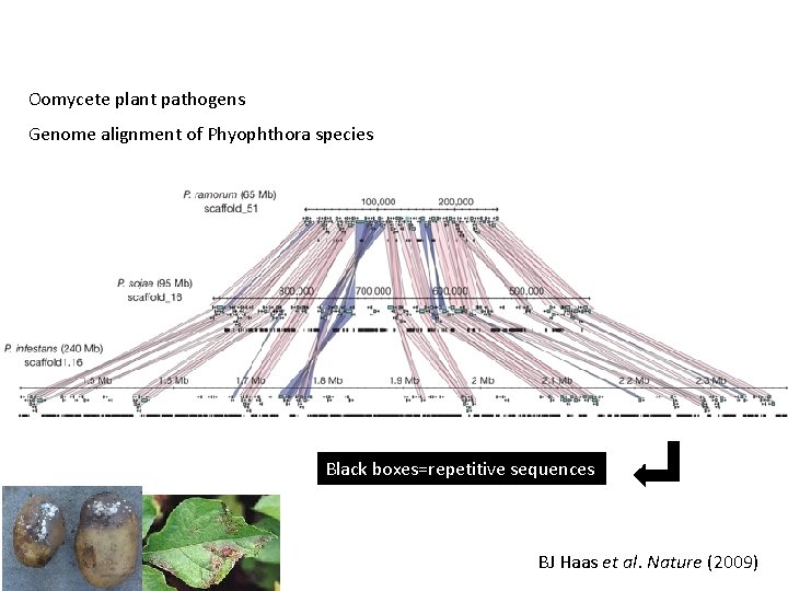 Oomycete plant pathogens Genome alignment of Phyophthora species Black boxes=repetitive sequences BJ Haas et Oomycete plant pathogens Genome alignment of Phyophthora species Black boxes=repetitive sequences BJ Haas et