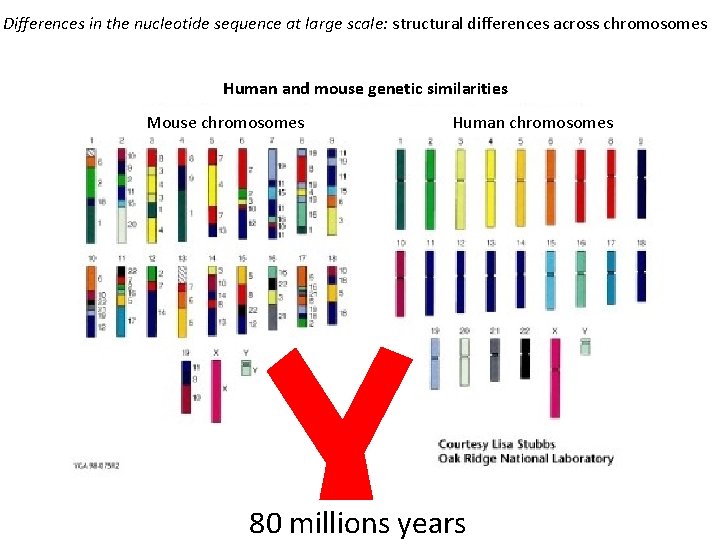 Differences in the nucleotide sequence at large scale: structural differences across chromosomes Human and Differences in the nucleotide sequence at large scale: structural differences across chromosomes Human and