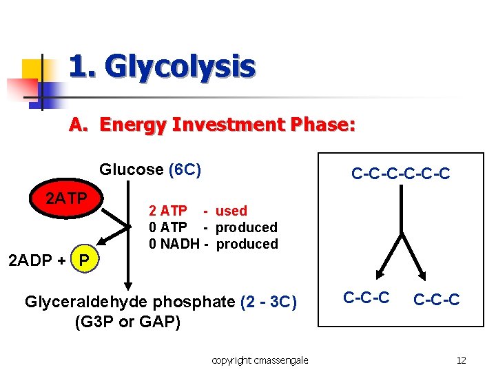 1. Glycolysis A. Energy Investment Phase: Glucose (6 C) 2 ATP 2 ADP + 1. Glycolysis A. Energy Investment Phase: Glucose (6 C) 2 ATP 2 ADP +
