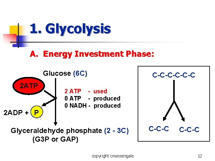 1. Glycolysis A. Energy Investment Phase: Glucose (6 C) 2 ATP 2 ADP +