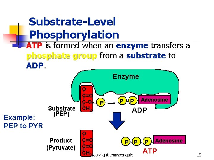 Substrate-Level Phosphorylation n ATP is formed when an enzyme transfers a phosphate group from