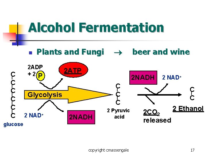 Alcohol Fermentation n C C C Plants and Fungi 2 ADP +2 P 2