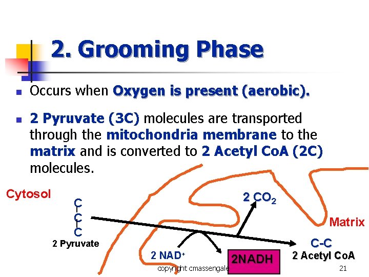 2. Grooming Phase n n Occurs when Oxygen is present (aerobic). 2 Pyruvate (3