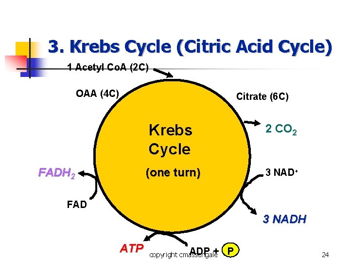 3. Krebs Cycle (Citric Acid Cycle) 1 Acetyl Co. A (2 C) OAA (4