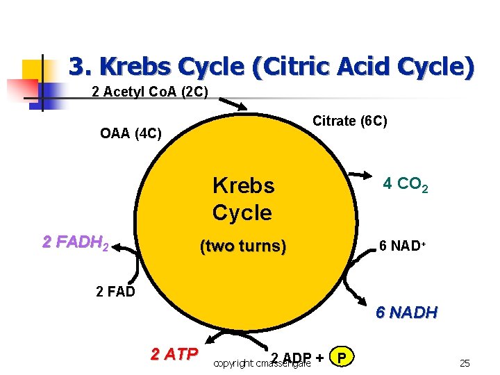 3. Krebs Cycle (Citric Acid Cycle) 2 Acetyl Co. A (2 C) Citrate (6 3. Krebs Cycle (Citric Acid Cycle) 2 Acetyl Co. A (2 C) Citrate (6