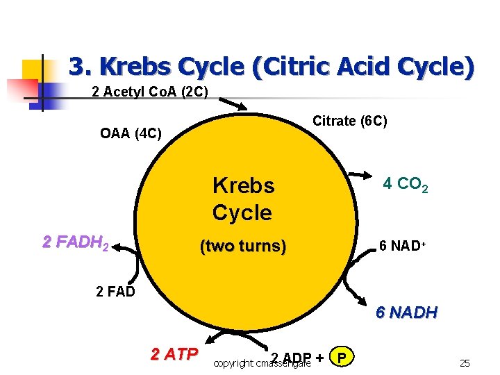 3. Krebs Cycle (Citric Acid Cycle) 2 Acetyl Co. A (2 C) Citrate (6