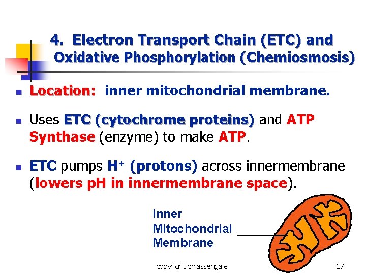 4. Electron Transport Chain (ETC) and Oxidative Phosphorylation (Chemiosmosis) n n n Location: inner 4. Electron Transport Chain (ETC) and Oxidative Phosphorylation (Chemiosmosis) n n n Location: inner