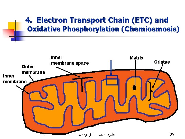 4. Electron Transport Chain (ETC) and Oxidative Phosphorylation (Chemiosmosis) Outer membrane Inner membrane space 4. Electron Transport Chain (ETC) and Oxidative Phosphorylation (Chemiosmosis) Outer membrane Inner membrane space