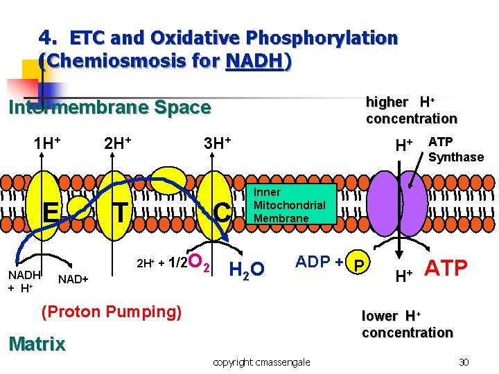 4. ETC and Oxidative Phosphorylation (Chemiosmosis for NADH) higher H+ concentration Intermembrane Space 1 4. ETC and Oxidative Phosphorylation (Chemiosmosis for NADH) higher H+ concentration Intermembrane Space 1