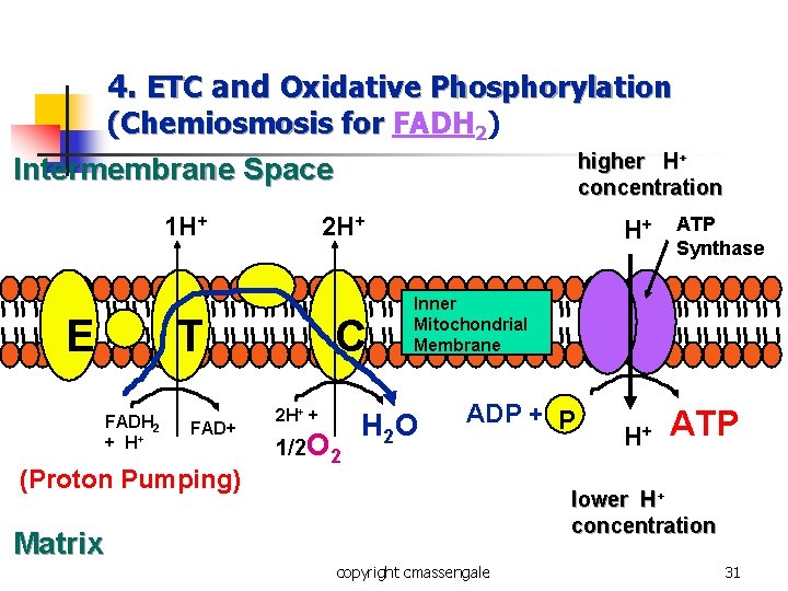 4. ETC and Oxidative Phosphorylation (Chemiosmosis for FADH 2) higher H+ concentration Intermembrane Space 4. ETC and Oxidative Phosphorylation (Chemiosmosis for FADH 2) higher H+ concentration Intermembrane Space