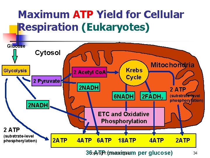 Maximum ATP Yield for Cellular Respiration (Eukaryotes) Glucose Cytosol Glycolysis 2 Acetyl Co. A