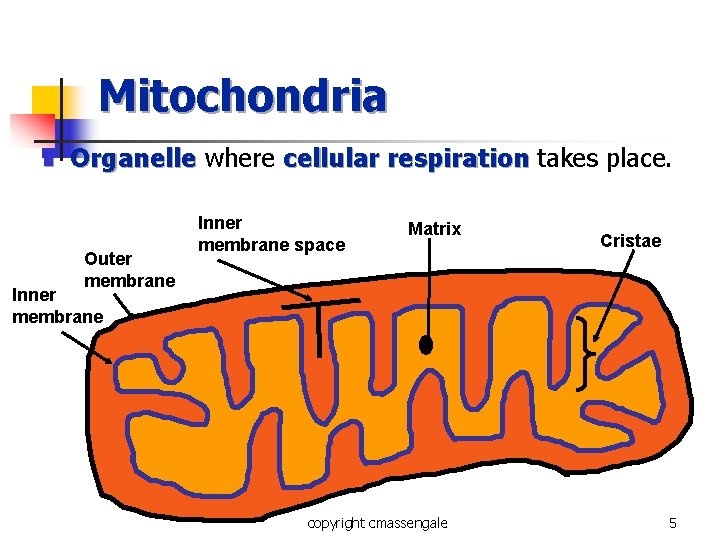 Mitochondria n Organelle where cellular respiration takes place. Outer membrane Inner membrane space Matrix