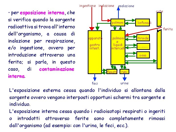 ingestione inalazione • per esposizione interna, che si verifica quando la sorgente radioattiva si