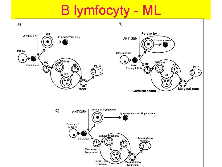 B lymfocyty - ML 