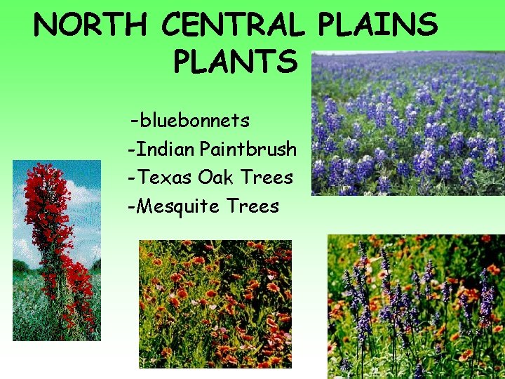 NORTH CENTRAL PLAINS PLANTS -bluebonnets -Indian Paintbrush -Texas Oak Trees -Mesquite Trees 