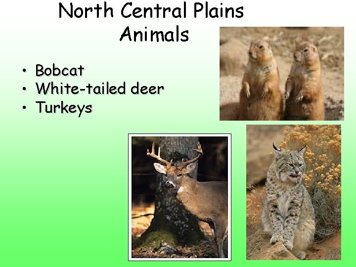 North Central Plains Animals • • • Bobcat White-tailed deer Turkeys 