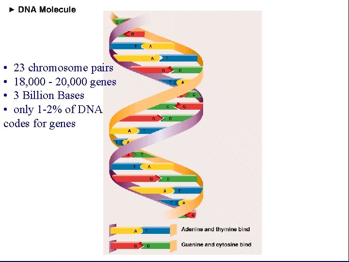  • 23 chromosome pairs • 18, 000 - 20, 000 genes • 3