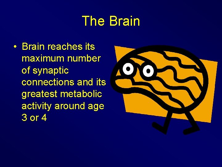 The Brain • Brain reaches its maximum number of synaptic connections and its greatest