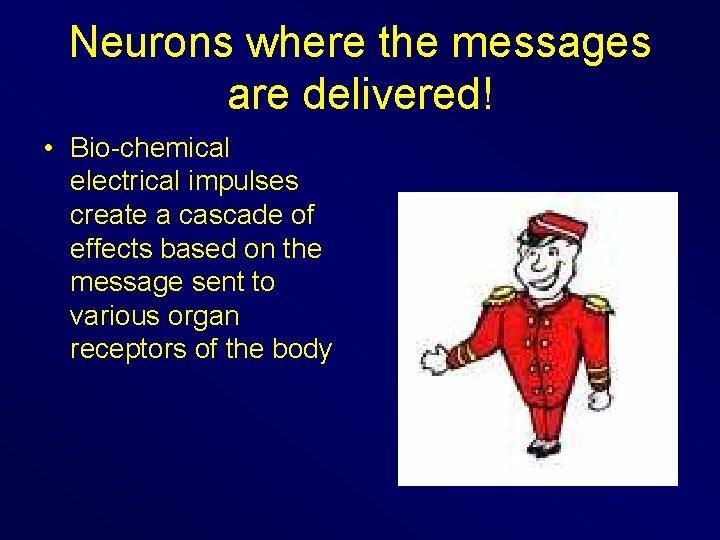 Neurons where the messages are delivered! • Bio-chemical electrical impulses create a cascade of