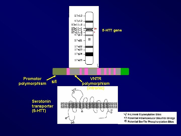 5 -HTT gene Promotor polymorphism s/l Serotonin transporter (5 -HTT) VNTR polymorphism (intronic) 