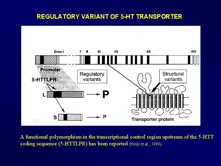 REGULATORY VARIANT OF 5 -HT TRANSPORTER A functional polymorphism in the transcriptional control region