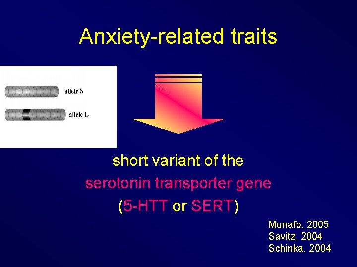 Anxiety-related traits short variant of the serotonin transporter gene (5 -HTT or SERT) Munafo,