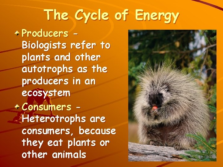 The Cycle of Energy Producers Biologists refer to plants and other autotrophs as the