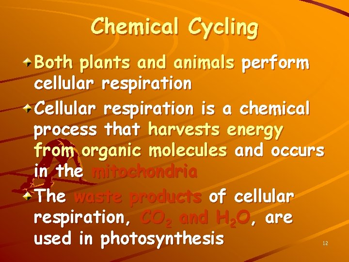 Chemical Cycling Both plants and animals perform cellular respiration Cellular respiration is a chemical