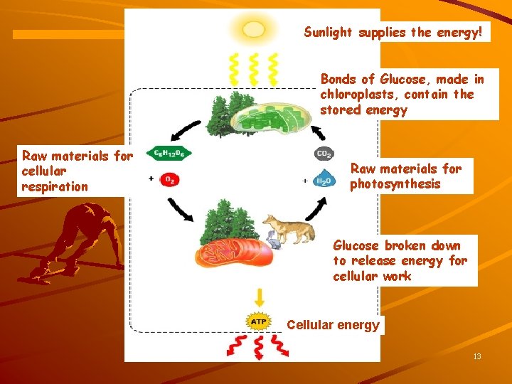 Sunlight supplies the energy! Sunlight energy Ecosystem Raw materials for cellular respiration Bonds of