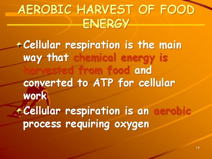 AEROBIC HARVEST OF FOOD ENERGY Cellular respiration is the main way that chemical energy