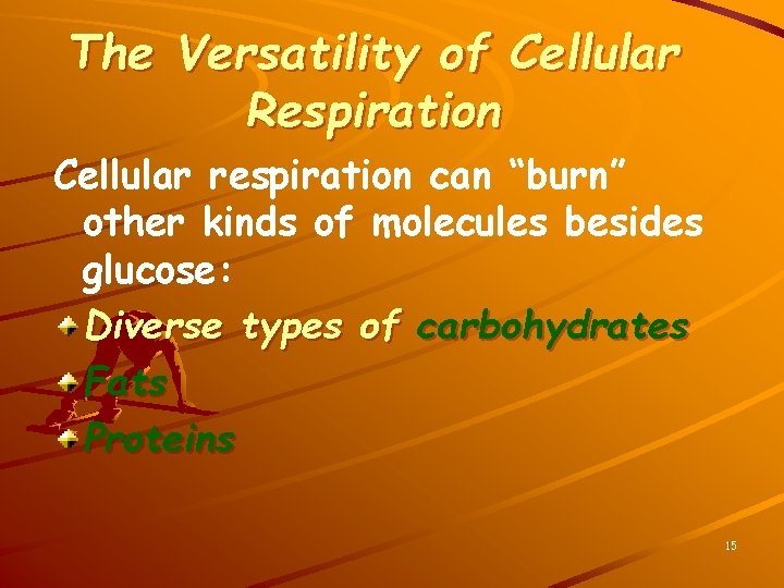 The Versatility of Cellular Respiration Cellular respiration can “burn” other kinds of molecules besides